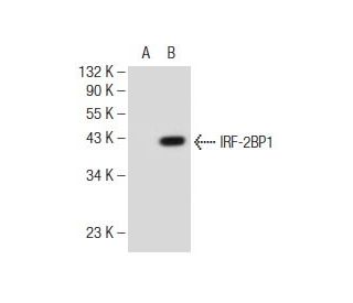 IRF-2BP1 Antibody (A-10) - Western Blotting - Image 146901