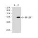 IRF-2BP1 Antibody (A-10) - Western Blotting - Image 146901