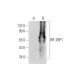IRF-2BP1 Antibody (D-5) - Western Blotting - Image 345882 