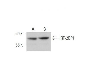 IRF-2BP1 Antibody (D-5) - Western Blotting - Image 370801 
