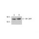 IRF-2BP1 Antibody (D-5) - Western Blotting - Image 370801 