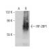IRF-2BP1 Antibody (D-5) - Western Blotting - Image 387384