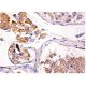 IRF3 Antibody (D-3) - Immunohistochemistry - Image 157933 