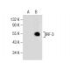 IRF3 Antibody (D-3) - Western Blotting - Image 155555