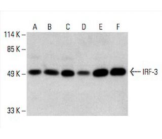IRF3 Antibody (SL-12) - Western Blotting - Image 394363 
