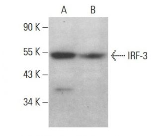 IRF3 Antibody (SL-14) - Western Blotting - Image 376780 