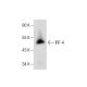 IRF-4 Antibody (E-7) - Western Blotting - Image 284450