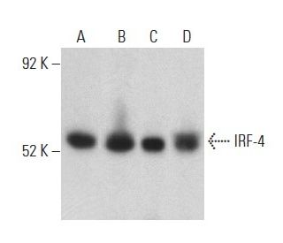 IRF-4 Antibody (F-4) - Western Blotting - Image 398865 