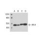 IRF-4 Antibody (MUM1p) - Western Blotting - Image 17108 