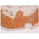 IRF-6 Antibody (F-12) - Immunohistochemistry - Image 310448