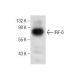 IRF-6 Antibody (F-12) - Western Blotting - Image 260715 