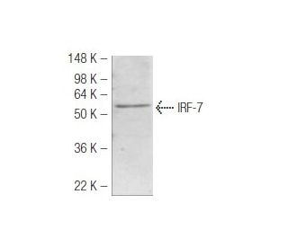 IRF-7 Antibody (3D9) - Western Blotting - Image 47898