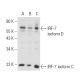 IRF-7 Antibody (F-1) - Western Blotting - Image 17030 