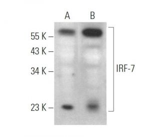 IRF-7 Antibody (F-1) - Western Blotting - Image 375104 