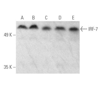 IRF-7 Antibody (G-8) - Western Blotting - Image 389896 