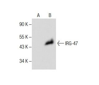 IRG-47 Antibody (G-3) - Western Blotting - Image 287503