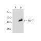 IRG-47 Antibody (G-3) - Western Blotting - Image 287503