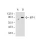 IRP-1 Antibody (E-12) - Western Blotting - Image 68265