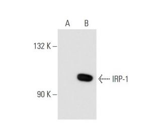IRP-1 Antibody (E-12) - Western Blotting - Image 68613 