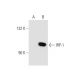 IRP-1 Antibody (E-12) - Western Blotting - Image 68613 