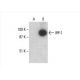 IRP-1 Antibody (E-12) - Western Blotting - Image 393539 