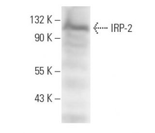 IRP-2 Antibody (14F7) - Western Blotting - Image 10905