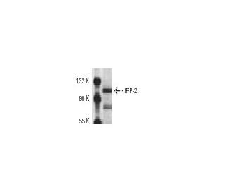 IRP-2 Antibody (4G11) - Western Blotting - Image 10906 