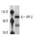 IRP-2 Antibody (4G11) - Western Blotting - Image 10906 