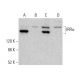 IRRα Antibody (D-3) - Western Blotting - Image 382838 