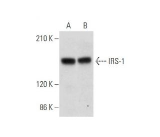 IRS-1 Antibody (H-7) - Western Blotting - Image 333720 