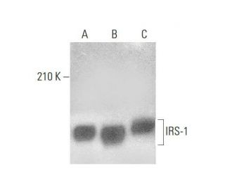 IRS-1 Antibody (H-7) - Western Blotting - Image 350727