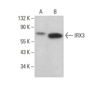 IRX3 Antibody (F-8) - Western Blotting - Image 379952 