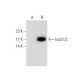 IscU1/2 Antibody (B-12) - Western Blotting - Image 133399