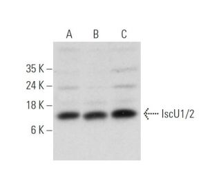 IscU1/2 Antibody (B-12) - Western Blotting - Image 319574 