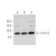 IscU1/2 Antibody (B-12) - Western Blotting - Image 319574 