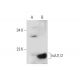 IscU1/2 Antibody (B-3) - Western Blotting - Image 133555 