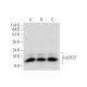 IscU1/2 Antibody (B-3) - Western Blotting - Image 319575 