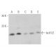 IscU1/2 Antibody (B-3) - Western Blotting - Image 368401