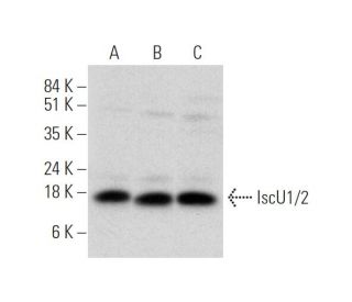 IscU1/2 Antibody (D-6) - Western Blotting - Image 319576 