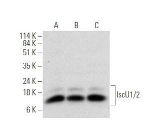 IscU1/2 Antibody (B-3) - Western Blotting - Image 319575
