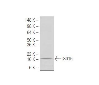 ISG15 Antibody (3E5) - Western Blotting - Image 47926 