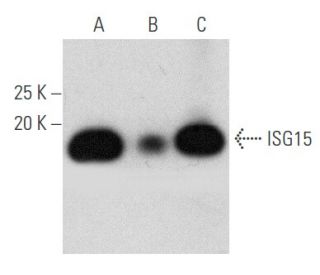 ISG15 Antibody (A-5) - Western Blotting - Image 354810 