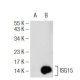 ISG15 Antibody (E-9) - Western Blotting - Image 109137