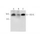 ISG15 Antibody (E-9) - Western Blotting - Image 319578 