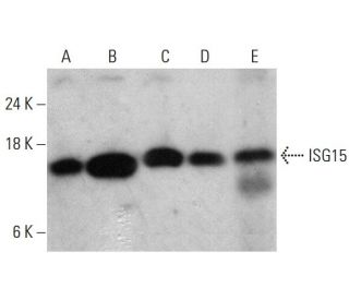 ISG15 Antibody (F-9) - Western Blotting - Image 387994