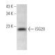 ISG20 Antibody (C-12) - Western Blotting - Image 367558 