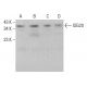 ISG20 Antibody (C-12) - Western Blotting - Image 382340