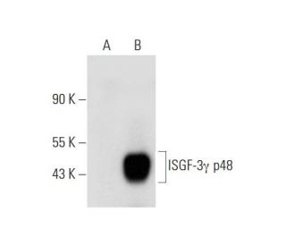 ISGF-3&gamma; p48 Antibody (E-9) - Western Blotting - Image 325157