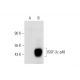 ISGF-3γ p48 Antibody (E-9) - Western Blotting - Image 325157