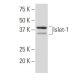 Islet-1 Antibody (3B8) - Western Blotting - Image 34440